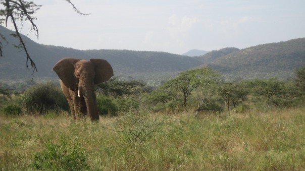 African elephant (c) James Grecian 2007