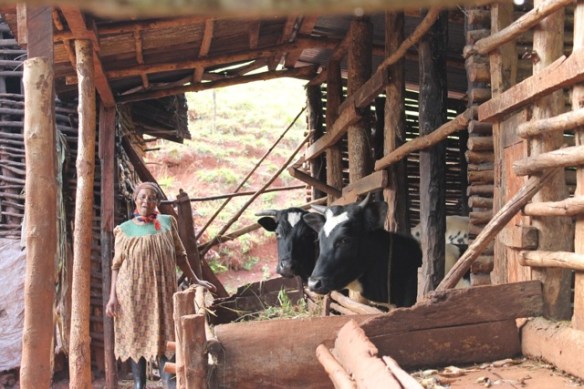 Woman with cows