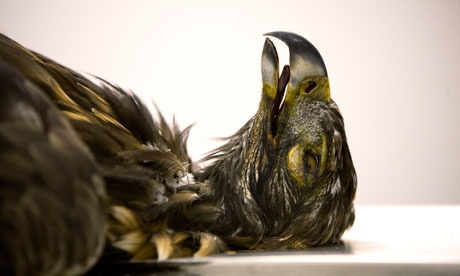A-poisoned-golden-eagle - Murdo Macleod