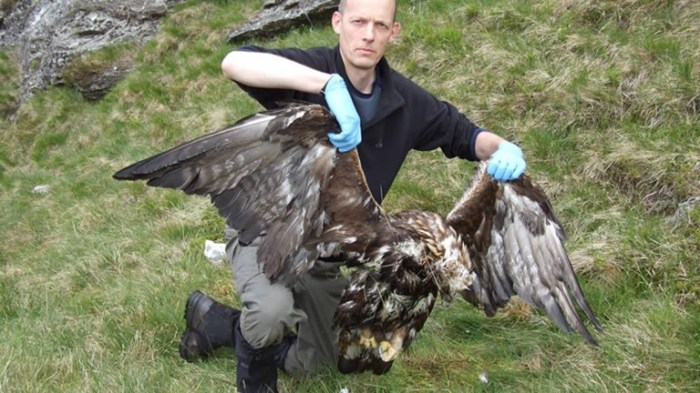 Bob Elliot holding poisoned golden eagle - credit RSPB