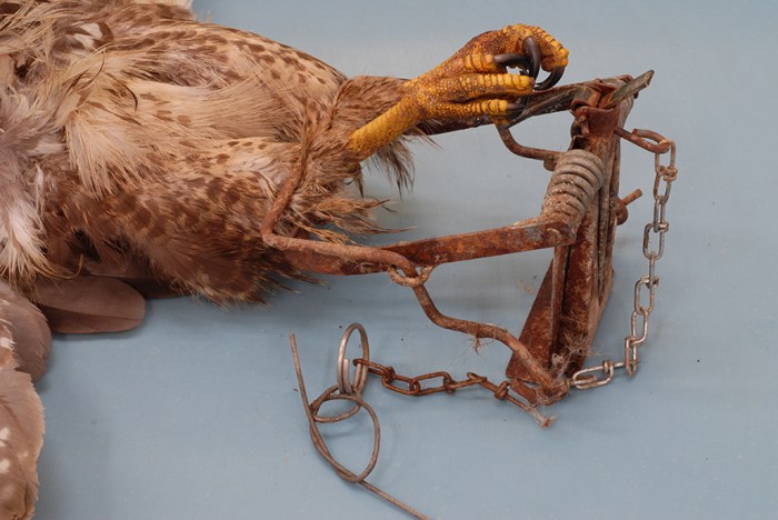Fenn trap. Credit: Richard Irvine - University of Glasgow