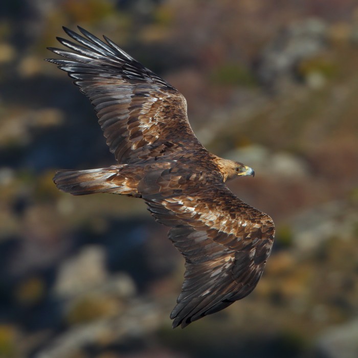 Golden eagle by Juan Lacruz [CC BY-SA 3.0], via Wikimedia Commons