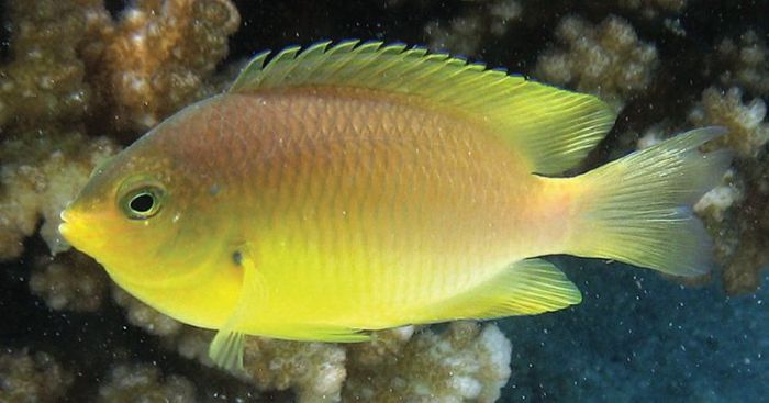 Ambon damselfish - credit Gagliano.jpg
