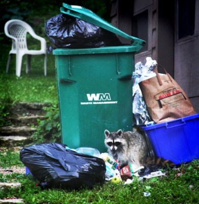 Animals like raccoons and foxes are examples of species that thrive in urban habitats by exploiting urban waste.