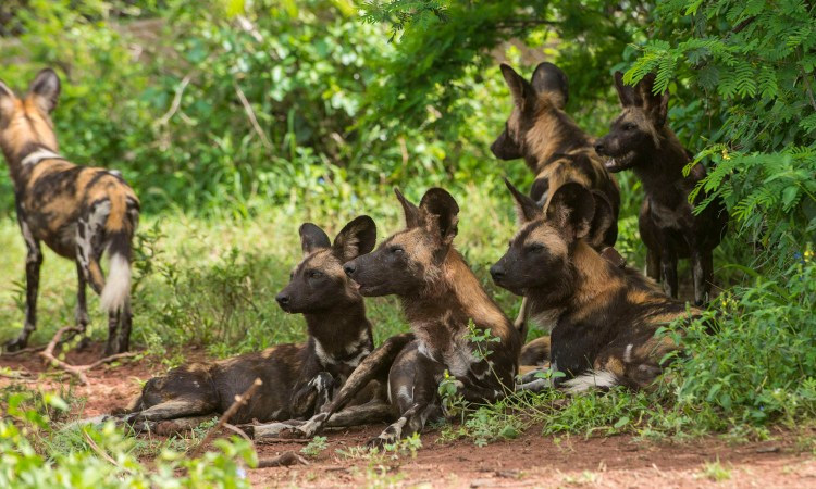African wild dogs at rest
