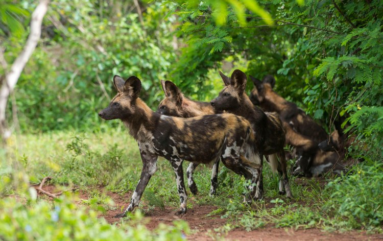 African wild dogs