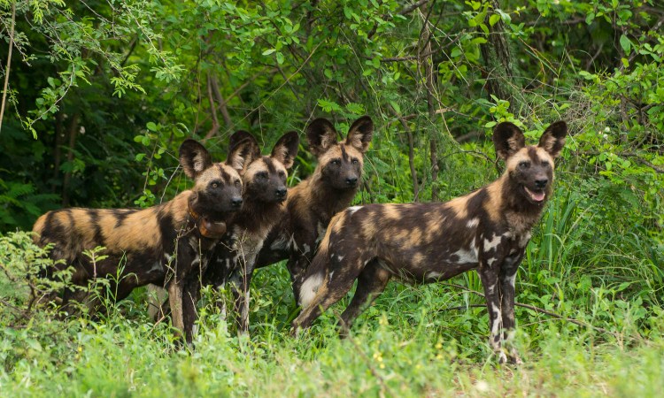 African wild dogs (one pack member with a tracking collar)