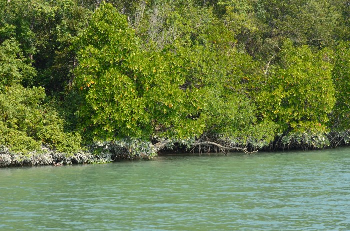 Tidally inundated forest floor in the Bangladesh Sundarbans
