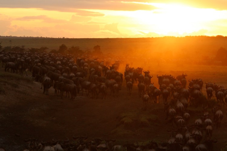 Wildebeest crossing the Mara at daybreak
