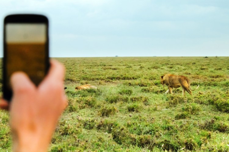 Capturing lions with the Serengeti Animal Tracker.