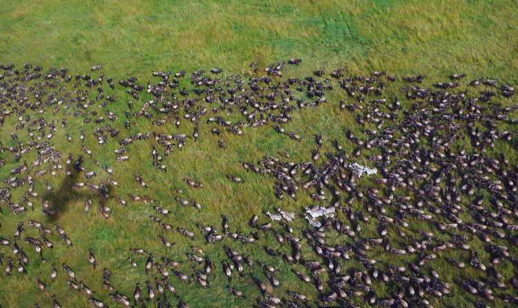 Aerial photograph of wildebeest migration. © Grant Hopcraft