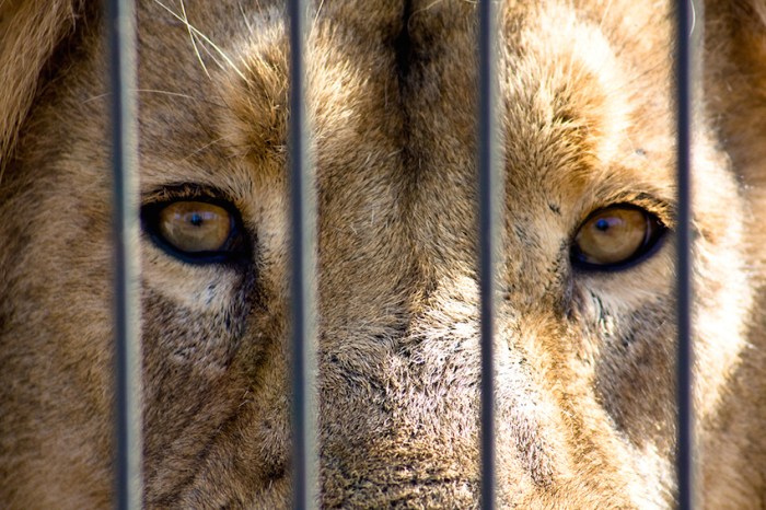 Captive African Lion. Lassi Kurkijärvi [CC BY-NC 2.0], via Flickr. 