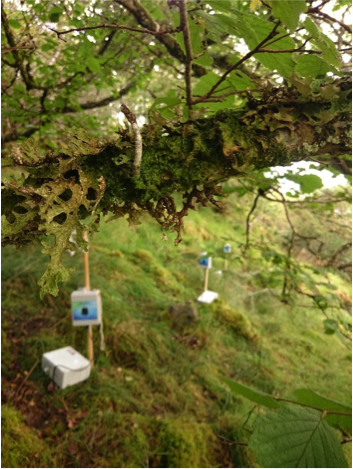 spore_collector_forest