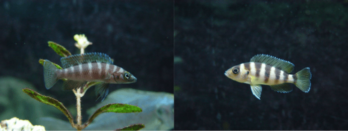 Neolamprologus cylindricus and Neolamprologus sexfasciatus are two species of cichlids endemic to Lake Tanganyika of Tanzania. Chris [CC BY-NC-ND 2.0], via Flickr.