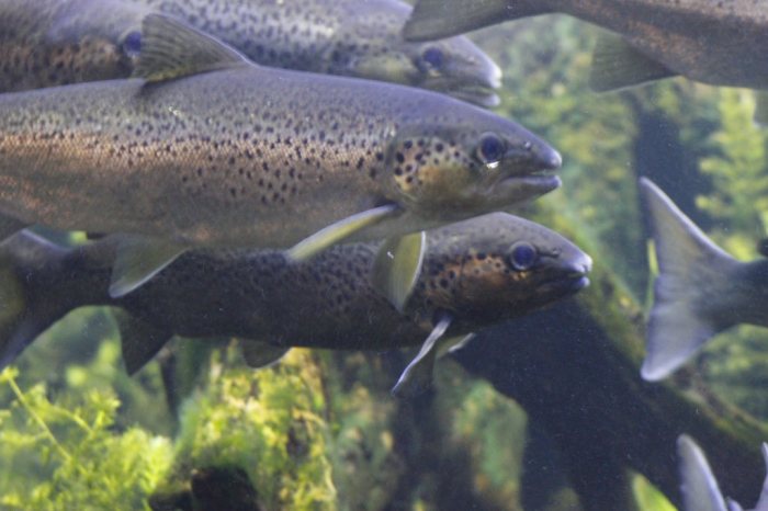 Atlantic salmon are well known and make an ideal study species. nemilar [CC BY-NC 2.0], via Flickr.