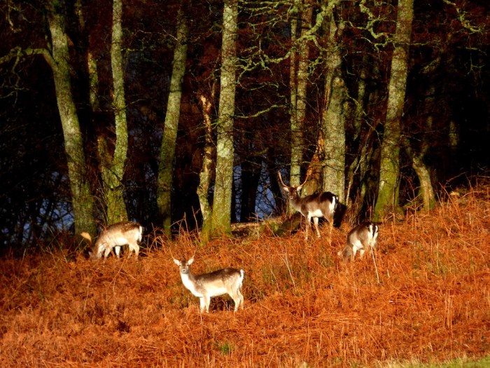 Fallow deer on Inchfad island. ©Eleanor Dickinson