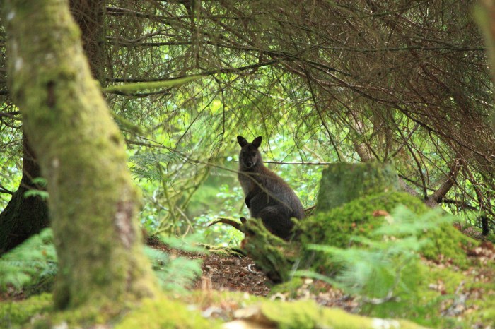 A reclusive wallaby from Inchconnachan on Loch Lomond. Angus Lothian