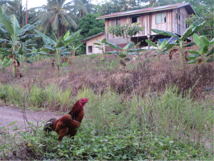 A typical village scene in Sabah, Malaysian Borneo. ©Rebecca Brown