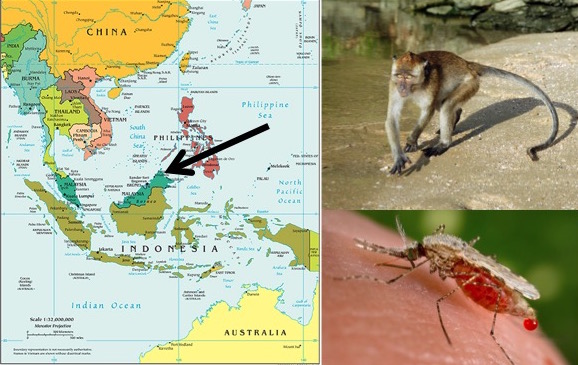 Left: A map of Southeast Asia, with black arrow pointing to Sabah (CIA; Public Domain); Top Right: Long tailed macaque (Macaca fasicularis; by Kallerna [CC BY-SA 3.0]); Bottom Right: Anopheles mosquito (Public Health Image Library; Public Domain). 