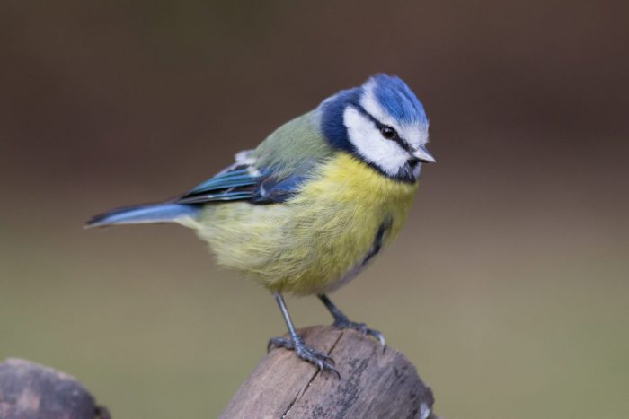 bluetit_colinfrankland
