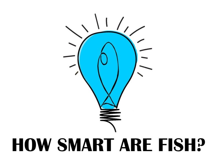 smartfish_logo