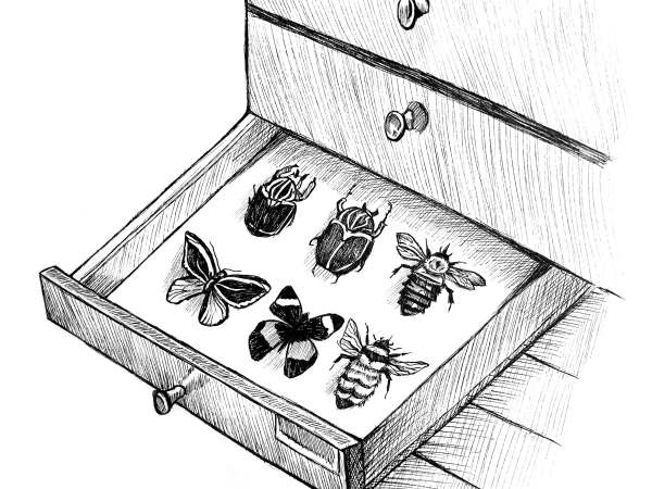 Episode 82 – Curating entomology