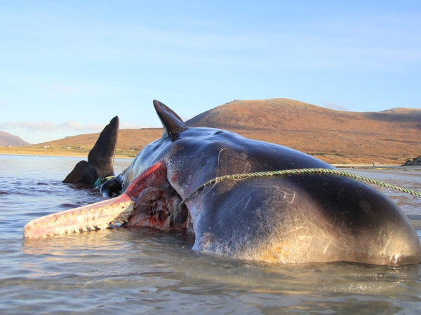 Episode 83 – Thar She Blows! How and why whales and other large animals wash up on the Scottish coastline, and how you can help
