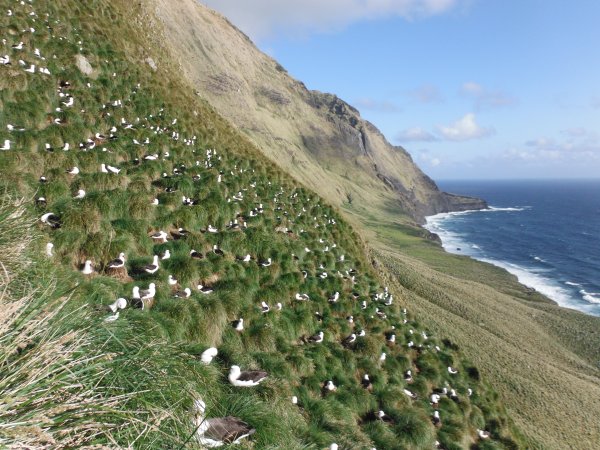 Episode 87 – Disease Ecology on Amsterdam Island: up close and personal with the albatross